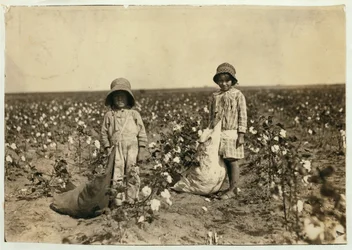Jewel et Harold Walker, 6 et 5 ans, ramassent 20 à 25 livres de coton par jour à Geronimo, Comté de Comanche, Oklahoma, 1916