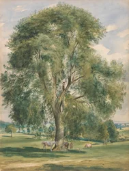 Un grand arbre dans un paysage d
