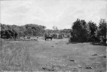 Pré avec un cheval noir au pâturage