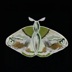 Un papillon de nuit vert remarquable