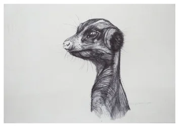 Suricate, 2016
