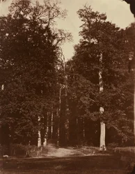 Forêt à Saint-Cloud