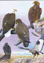 Pygargue à tête blanche, Aigle royal américain, Buse pattue américaine