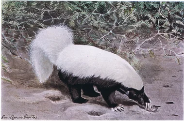 Moufette à nez de cochon, haut blanc, bas noir, creuse pour trouver de la nourriture avec ses longues griffes
