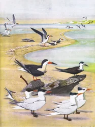 Illustration de The Natural History of American Birds of Eastern and Central North America