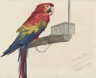 Perroquet. 1879