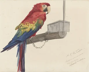 Perroquet
