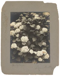 Tiffany Studios