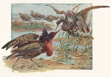 Ruffs et Reeves, vers 1910, 1911