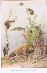 Épinoches et escargots d