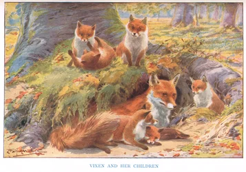 La renarde et ses enfants, illustration de 