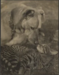 [Chat et chien]