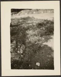 [Canard dans le paysage]