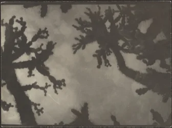 [Les arbres de Josué]