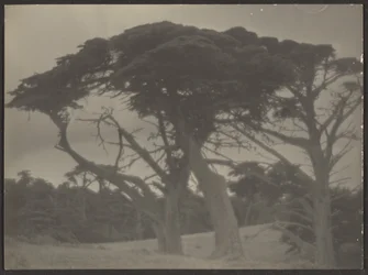 [Paysage avec cyprès]