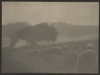 [Paysage avec moutons]