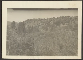 [Paysage avec arbustes]