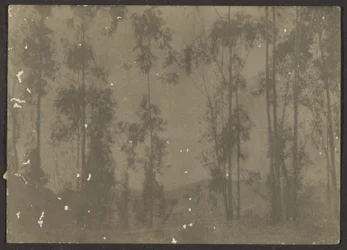 [Paysage avec grands arbres]