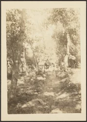 [Paysage avec cerfs sauvages]