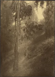 Brume matinale