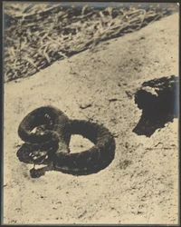 [Serpent à sonnette]