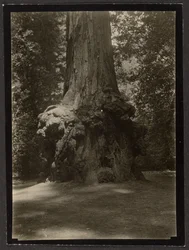 [Séquoia, Big Basin]