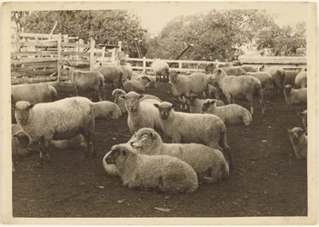 [Mouton dans l