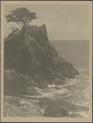 [Arbre sur la côte rocheuse]