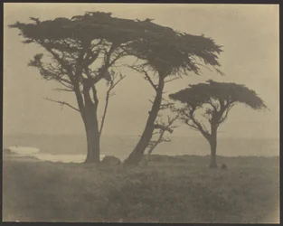 [Arbres le long de la côte]