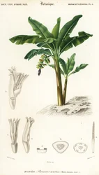 Banane, Musa acuminata (gravure)