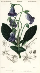 Gloxinia brésilienne, Sinningia speciosa (gravure)