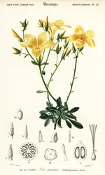 Lin, Linum campanulatum (gravure)