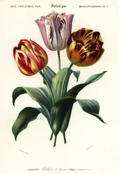 Tulipe de jardin, Tulipa gesneriana, 1849