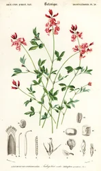 Indigotier, Indigofera procumbens (gravure)
