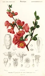 Cognassier du Japon, Chaenomeles japonica