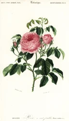 Rose de Provence, Rosa x centifolia (gravure)
