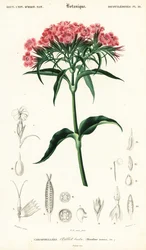 Œillet de poète, Dianthus barbatus (gravure)