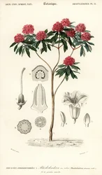 Rhododendron arboré, Rhododendron arboreum (gravure)