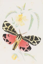 Arctia Virgo