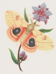Papillon paon du soufre, 1862.