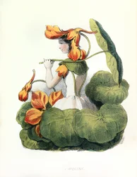 Allégories , la Capucine