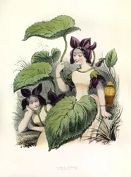 Allégories , la Violette