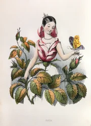Allégories, la rose