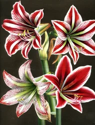 AMARYLLIS HIPPEASTRA (gravure)