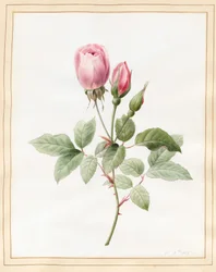 Rose rose et bourgeons, 1826