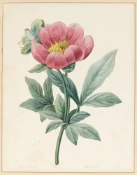 Poconia Mascula, Herbacée, 1826