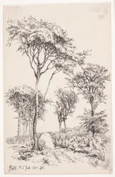 Paysage forestier avec arbres isolés