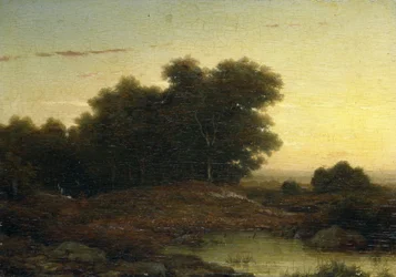 Vue dans les bois au coucher du soleil