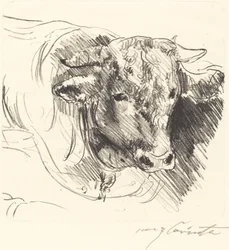 Tête de taureau