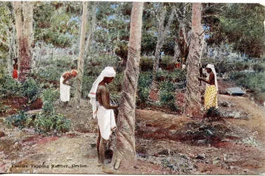 Coolies tapant le caoutchouc, Ceylan, vers 1900-20 (photographie colorisée à la main)